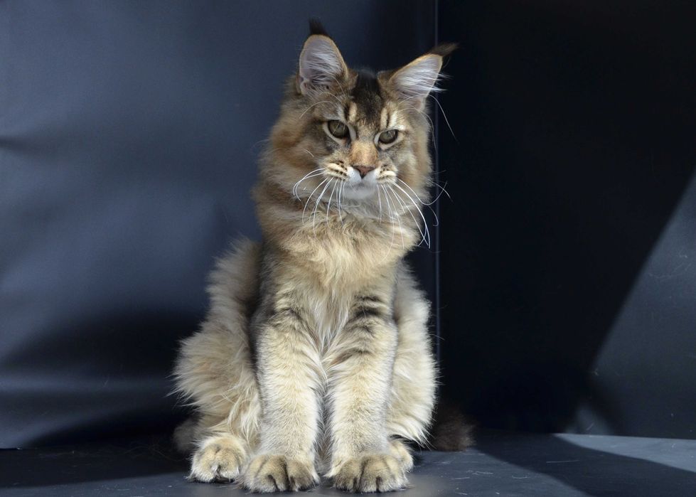 Мейн кун  . Мальчик Romeo 5 мес.