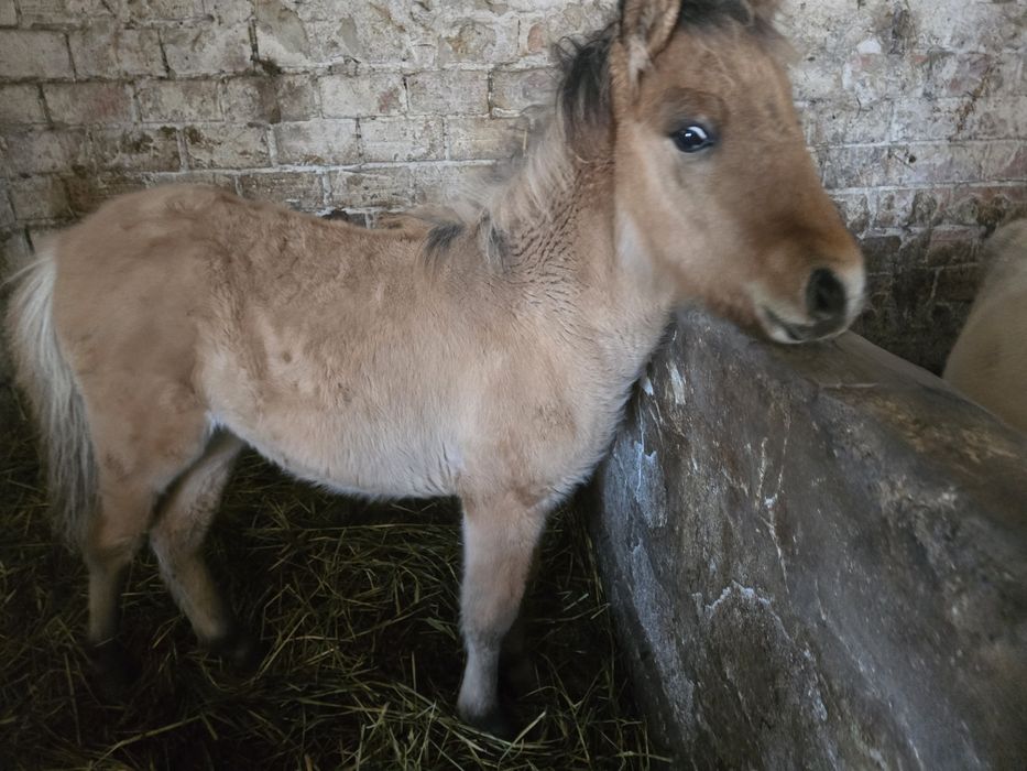 Ogierek po fiordzie 6 miesiecy spokojny paszport.