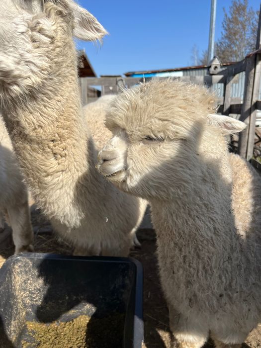 Alpaka samica 1,5 roku