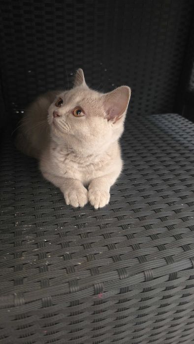British Shorthair lilás