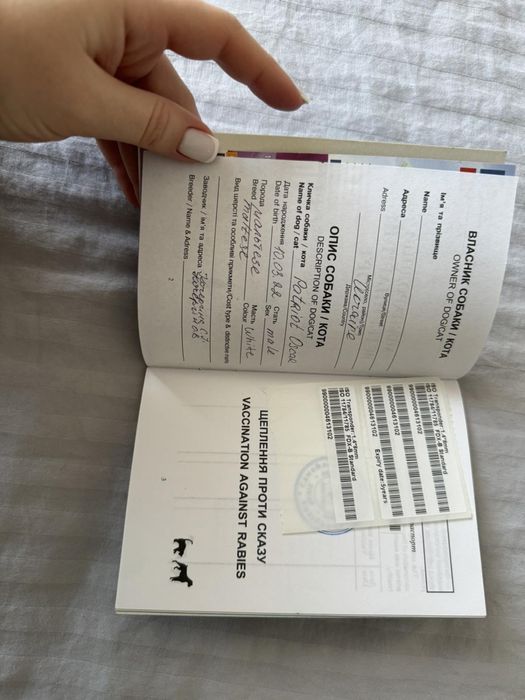Мальтезе на вязку / собачка на вязку мальтійська болонка