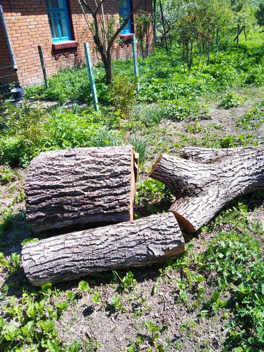 Продам дрова горіхові, метрові.