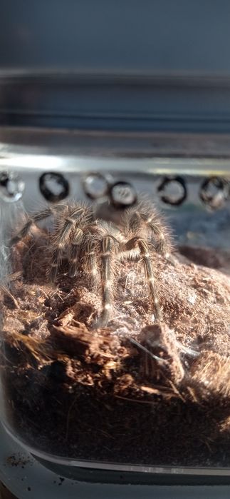 Sprzedam dwa ptaszniki