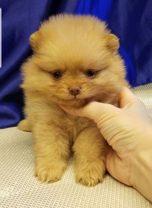 Мальчик померанский шпиц