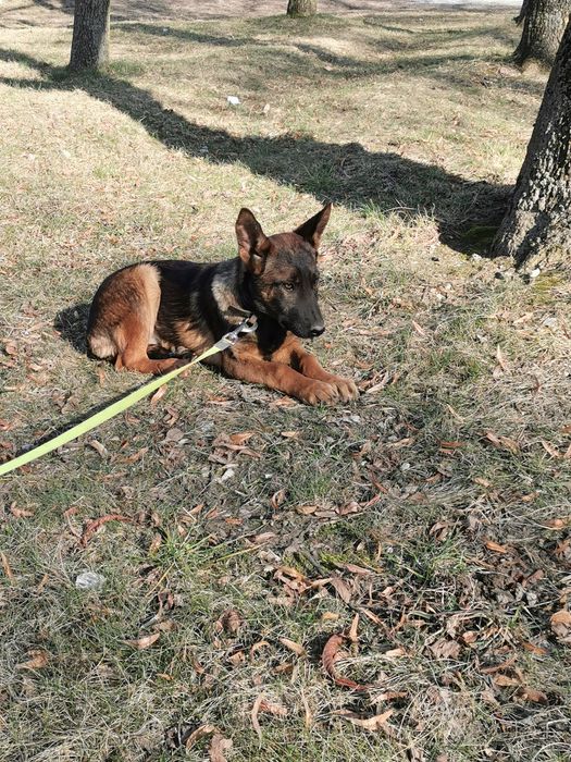 Owczarek Belgijski  stróżak