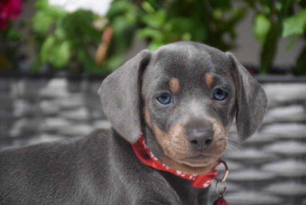 Teckel blue disponível