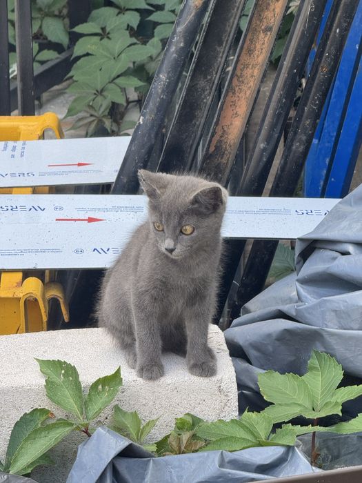 Кошенята в добрі руки