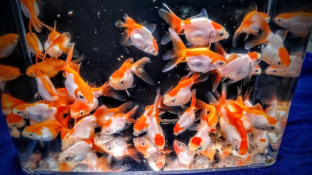 Oranda ,,Red white,, welon welonka welonek goldfish złota rybka welony