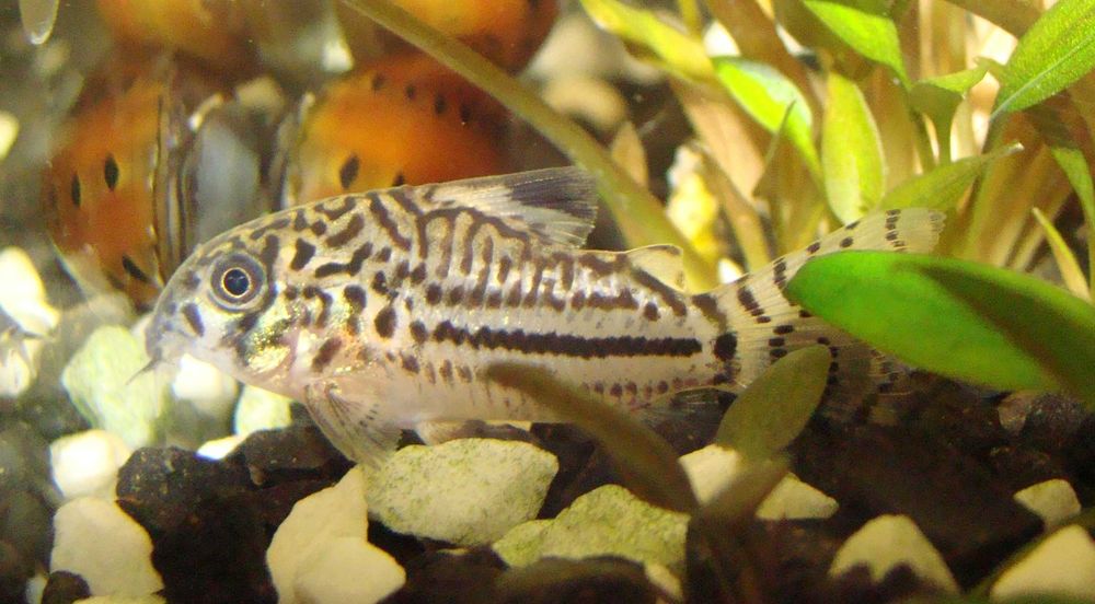 Kirysek lamparci corydoras julii