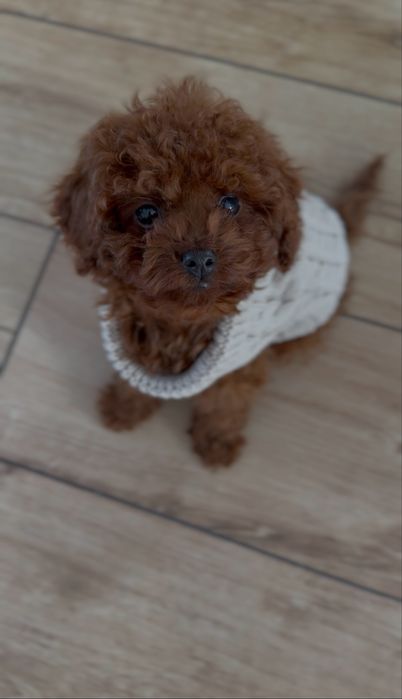 Poodle toy red brown
