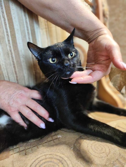 Кот - кіт - кішка - кошка - кошеня - котенок - котята