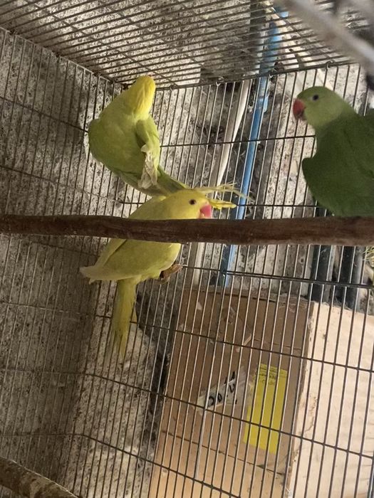 Ring Neckes para venda ou troca