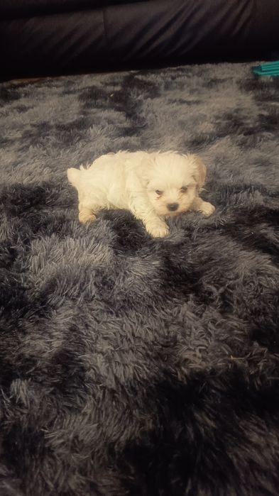 Bichon maltês lindíssimo , muito pequeno vacinado e desparasitado