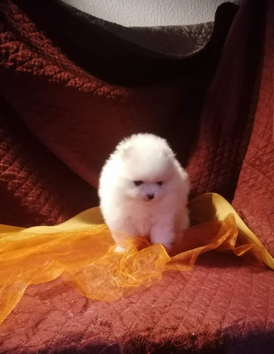 Spitz anão lulu da pomerania  macho