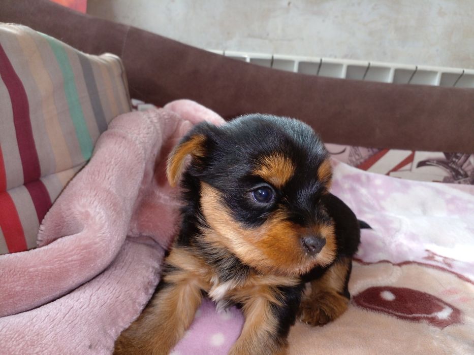 Гарні цуценята чекають дбайливих господарів