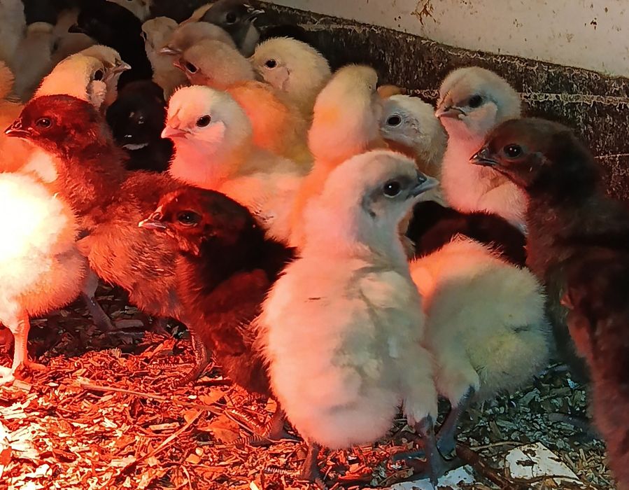 Продам добових курчат мішаних порід