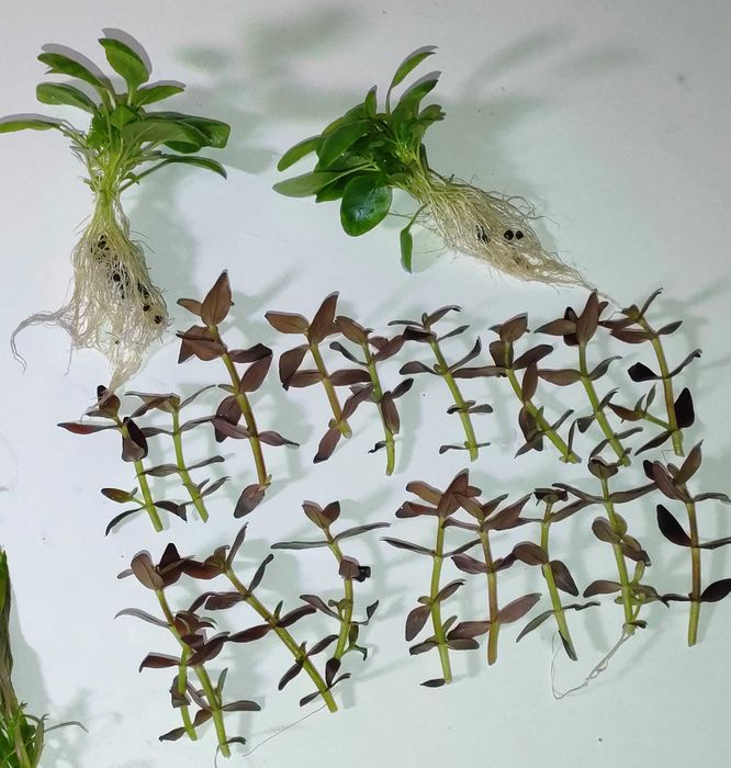 Mega Zestaw Roślin Akwariowych Czerwone Fioletow Zielone