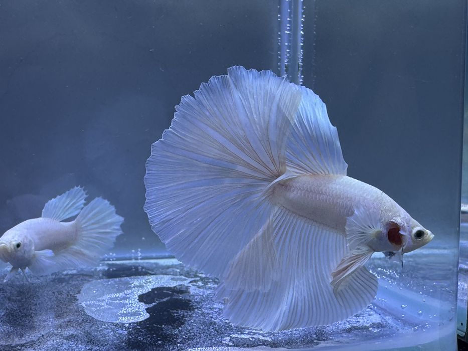Casal Betta White Platinum Halfmoon