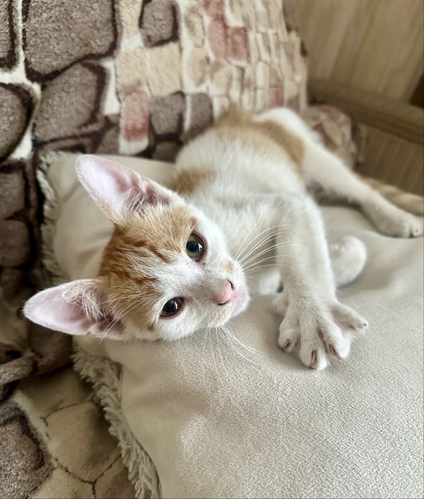 Віддаємо котика
