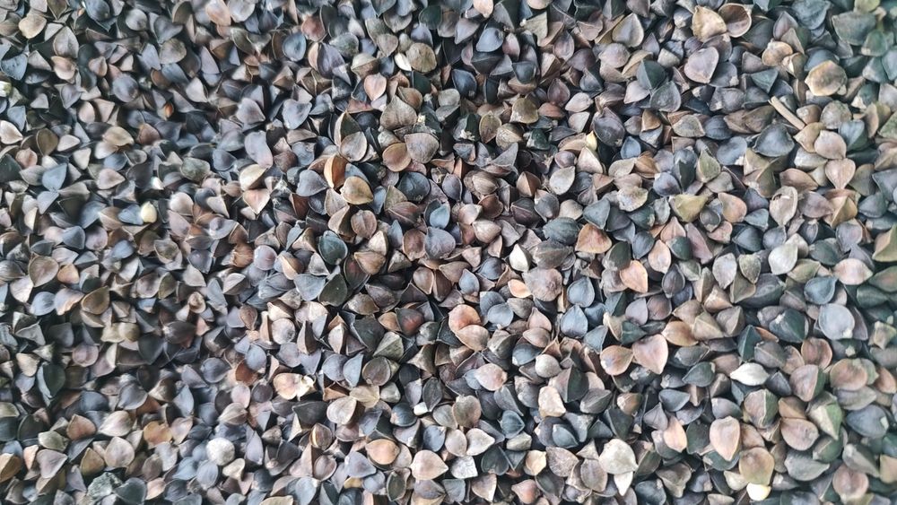 Gryka czysta sucha zbiór 2025 jak rzodkiew facelia gorczyca łubin