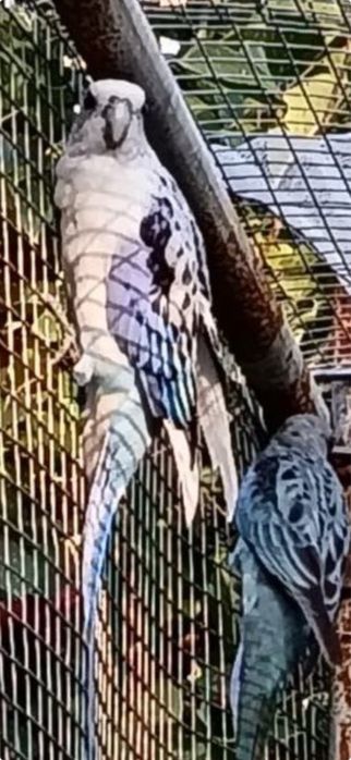 Casais de roselas e roselas sem casal