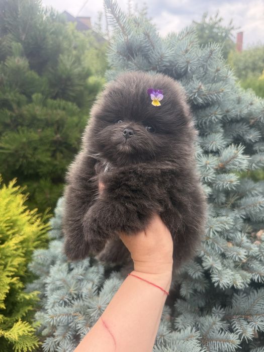 Девочка шпиц голубая