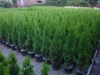 Tuja Szmaragd 90-110cm PROMOCJA! Nawóz GRATIS | Transport/Ziemia/Kora