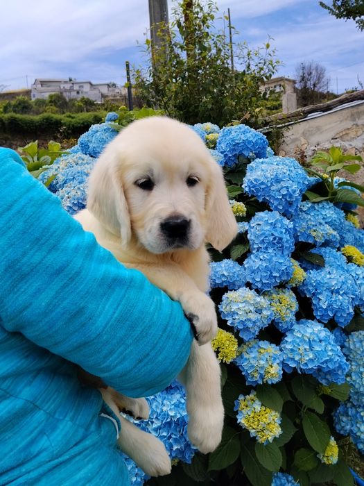 Golden Retriever com Lop e Afixo