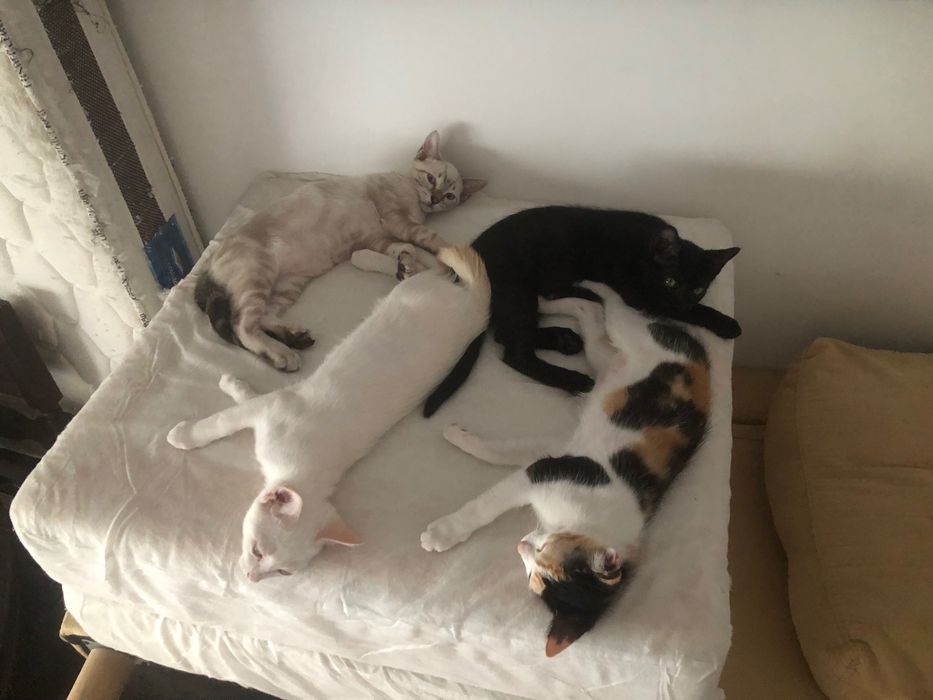 Doação de gatinhos