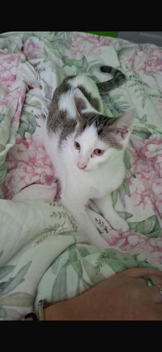 Przecudny kocurek gotowy do adopcji