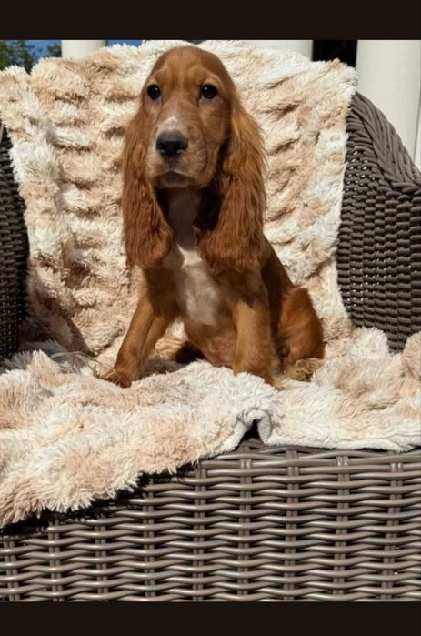 Cocker spaniel angielski suczka