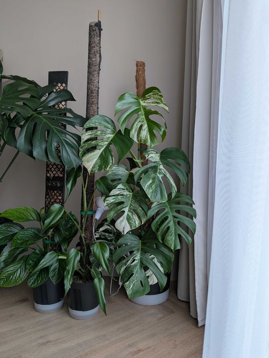 Monstera variegata