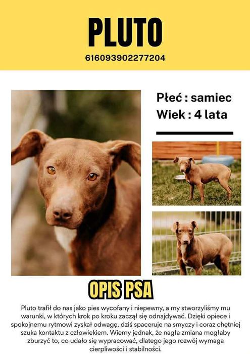 Pieski szukają domów tymczasowych/stałych