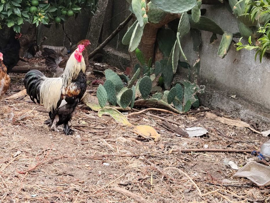 Galo Brahma x black