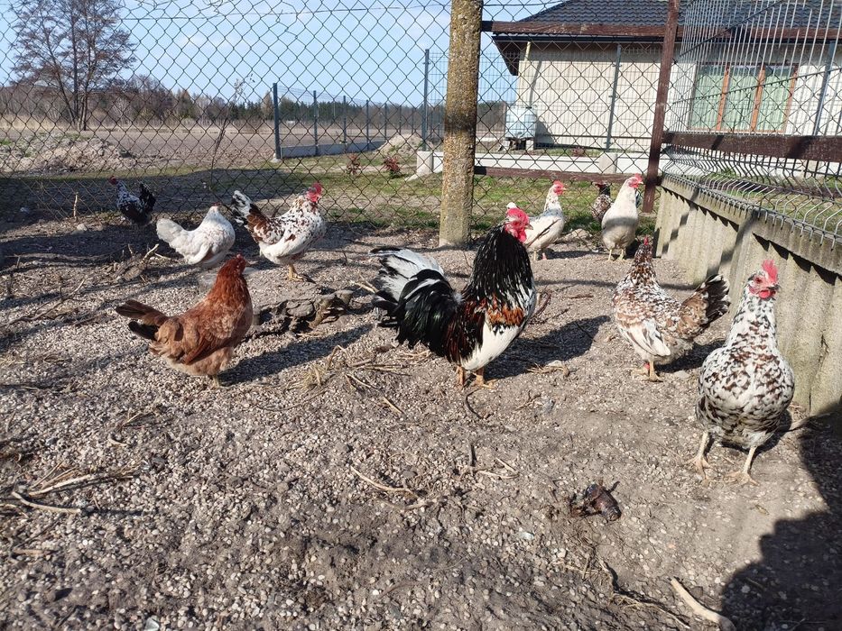 Jaja lęgowe kury liliputki cwergi