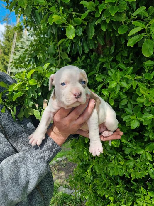 Amstaff american staffordishe terier suczka