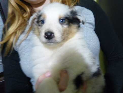 owczarek szkocki coli