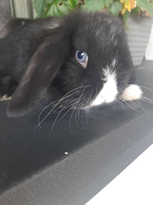 Króliki baranek miniaturka karzełek mini lop