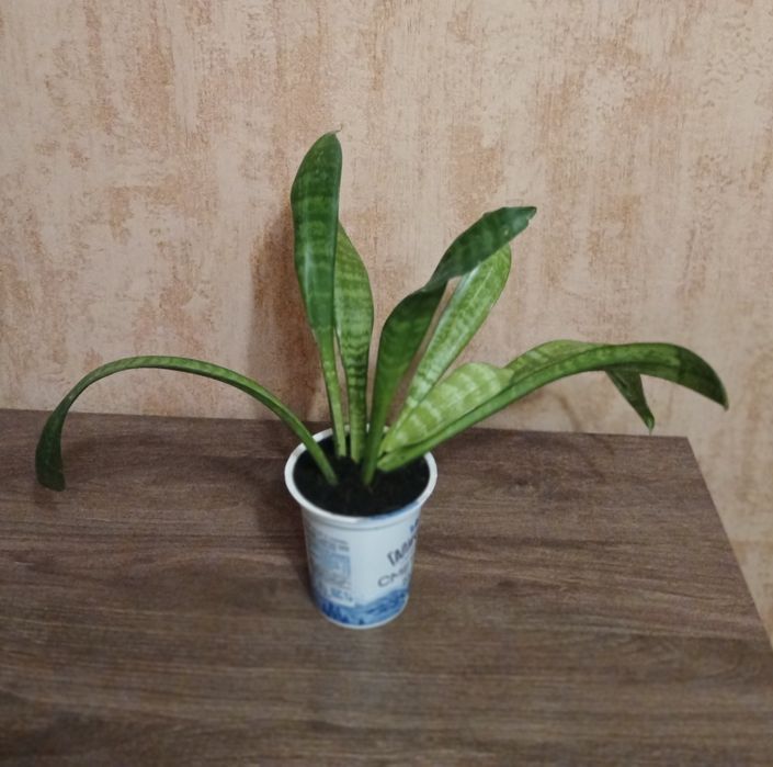 Тещин язик Щучий хвіст Сансевієрія