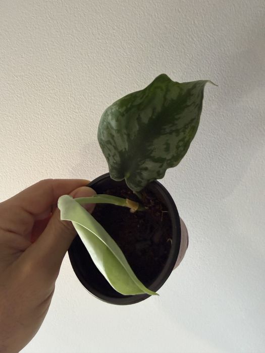 Scindapsus silver ann