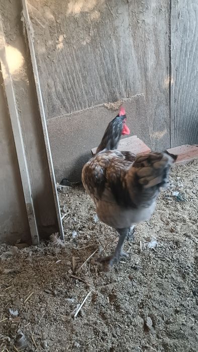 Vários Galos Do Campo