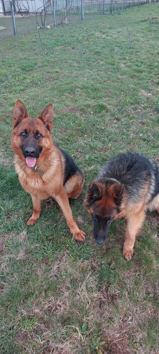 Вязка німецької вівчарки