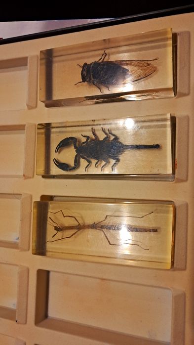Коллекция насекомых.Коробка для насекомых. З