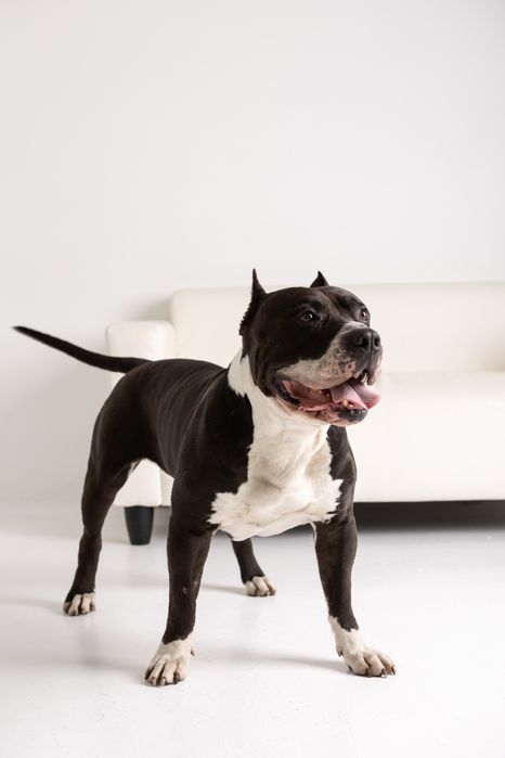 Кобель для вязки