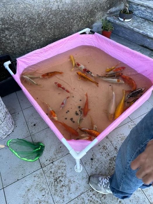 Vendo lote inteiro + 80 kois mais material