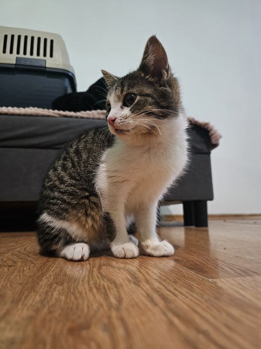 Koteczka Bambi szuka domu