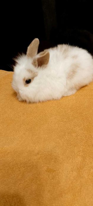 Króliczki miniaturki