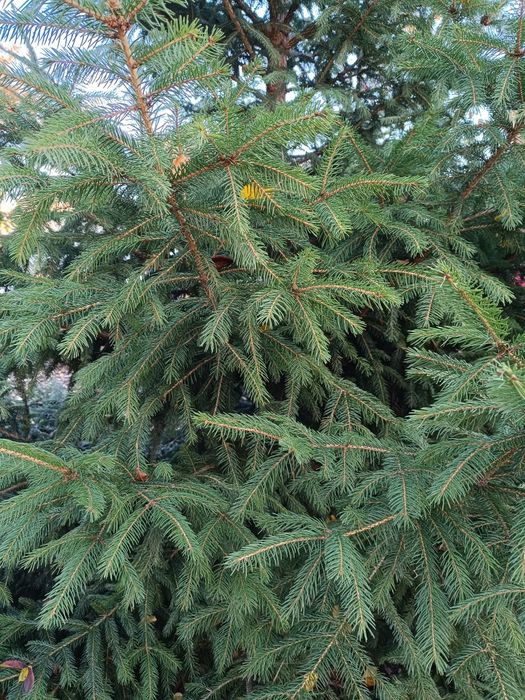 Продам ялинки живі