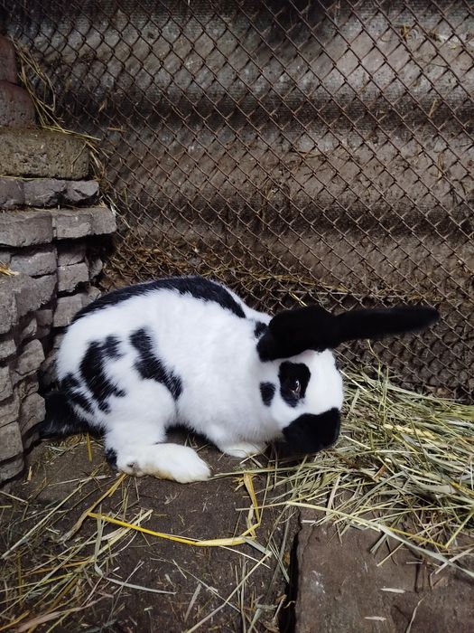 Кролі німецький строкач