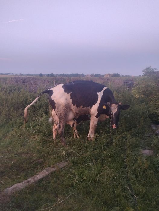 Sprzedam krowę pierwiastki po wycieleniu cena 10.500